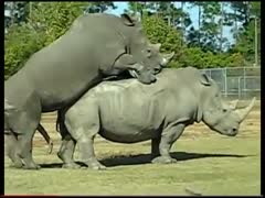In the wild, horny animals love to have sex.